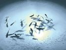Apollo Underwater LED Lighting System