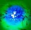 Apollo Iris Underwater LED Lighting System