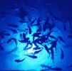 Mega-Watt Underwater LED Lighting System