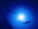 Apollo Underwater LED Lighting System